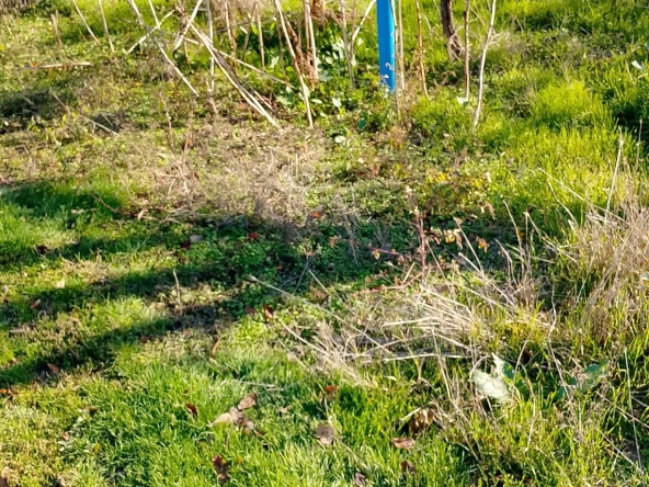 Парцел в с. Подем, Област Плевен - 960 кв.м за 6 €/кв.м - Снимка #1