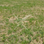 Парцел в с. Стряма, Област Пловдив - 3013 кв.м за 50 €/кв.м - Снимка #1