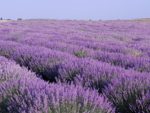 Земеделски имот в с. Брястовец, Област Бургас -  кв.м за 794 €/дка - Снимка #1