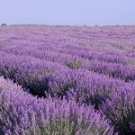 Земеделски имот в с. Брястовец, Област Бургас -  кв.м за 935 €/дка - Снимка #1