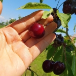 Земеделски имот в Асеновград -  кв.м за 1943 €/дка - Снимка #1