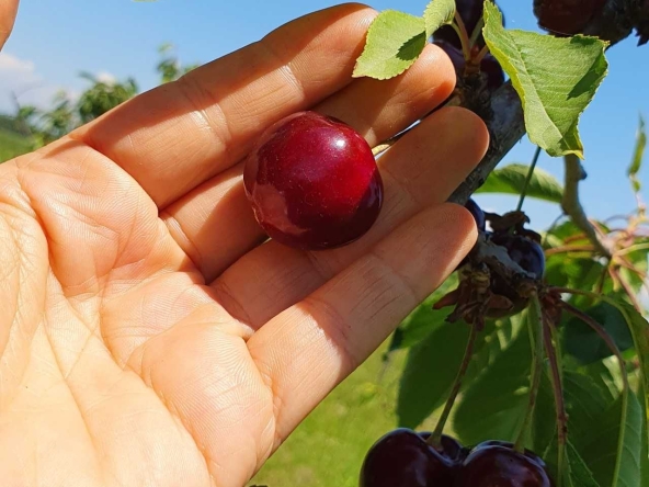 Земеделски имот в Асеновград -  кв.м за 1943 €/дка - Снимка #1