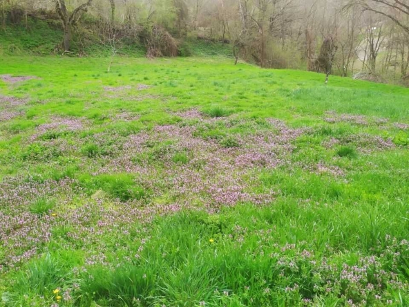 Парцел в с. Войнежа, Област Велико Търново - 2167 кв.м за 7 €/кв.м - Снимка #1