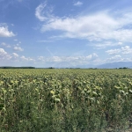 Парцел в с. Ягодово, Област Пловдив - 8421 кв.м за 11 €/кв.м - Снимка #1