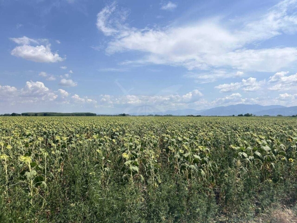 Парцел в с. Ягодово, Област Пловдив - 8421 кв.м за 11 €/кв.м - Снимка #1