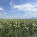 Парцел в с. Ягодово, Област Пловдив - 8421 кв.м за 11 €/кв.м - Снимка #1