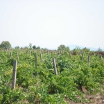 Земеделски имот в Ивайловград -  кв.м за 2 €/дка - Снимка #1