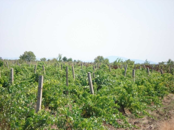 Земеделски имот в Ивайловград -  кв.м за 2 €/дка - Снимка #1