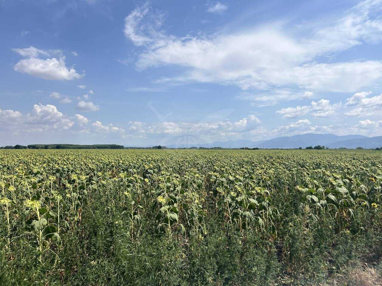 Парцел в с. Ягодово, Област Пловдив - 8421 кв.м за 4 €/кв.м - Снимка #1