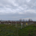 Парцел в Търговище, Вароша - 1260 кв.м за 8 €/кв.м - Снимка #1