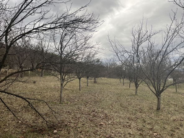 Парцел в Севлиево - 1515 кв.м за 10 €/кв.м - Снимка #1