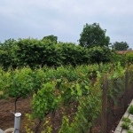 Парцел в с. Новаково, Област Пловдив - 1000 кв.м за 31 €/кв.м - Снимка #1