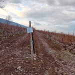 Земеделски имот в Асеновград -  кв.м за 1530 €/дка - Снимка #1