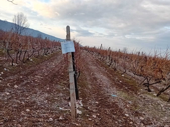 Земеделски имот в Асеновград -  кв.м за 1530 €/дка - Снимка #1