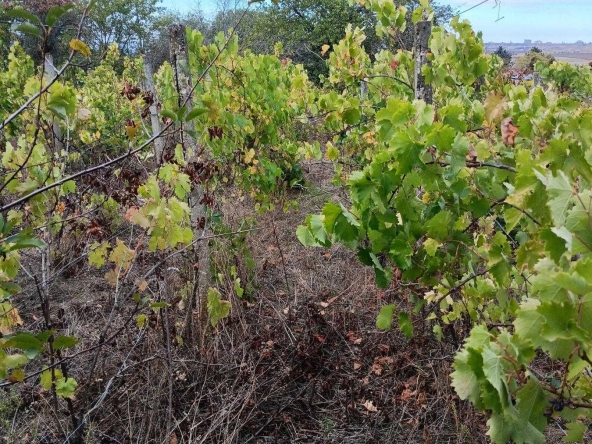 Парцел в Разград, Промишлена зона - Запад - 1000 кв.м за 41 €/кв.м - Снимка #1