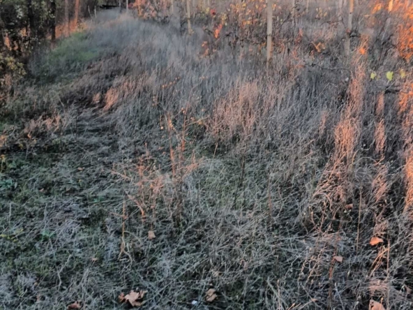 Парцел в Разград, Промишлена зона - Запад - 2918 кв.м за 12 €/кв.м - Снимка #1