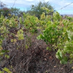 Парцел в Разград, Промишлена зона - Запад - 1000 кв.м за 41 €/кв.м - Снимка #1