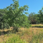 Къща в с. Войводино, Област Варна - 100 кв.м за 100 €/кв.м - Снимка #1