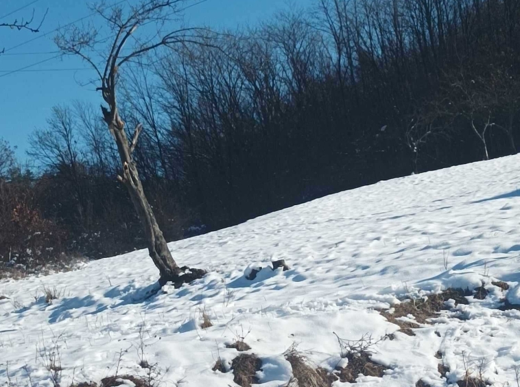 Парцел в с. Царева ливада, Област Габрово - 2141 кв.м за 8 €/кв.м - Снимка #1