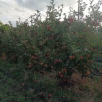 Земеделски имот в Ахелой -  кв.м за 6375 €/дка - Снимка #1