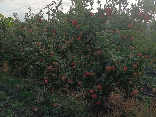 Земеделски имот в Ахелой -  кв.м за 6375 €/дка - Снимка #1