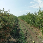 Земеделски имот в Ахелой -  кв.м за 10000 €/дка - Снимка #1