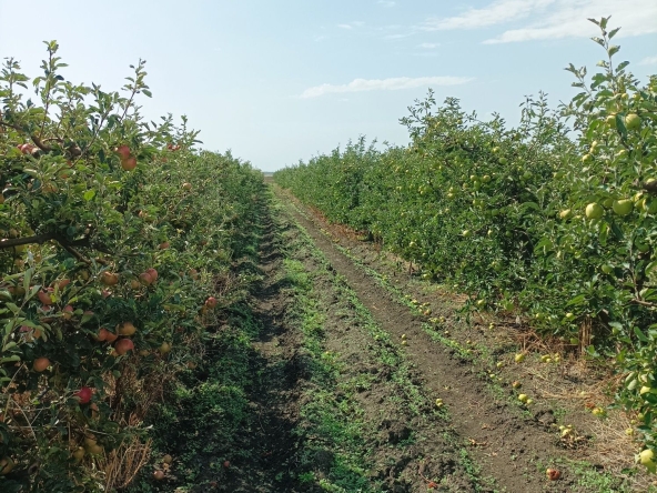 Земеделски имот в Ахелой -  кв.м за 10000 €/дка - Снимка #1