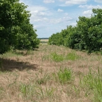 Земеделски имот в с. Котленци, Област Добрич -  кв.м за 263 €/дка - Снимка #1