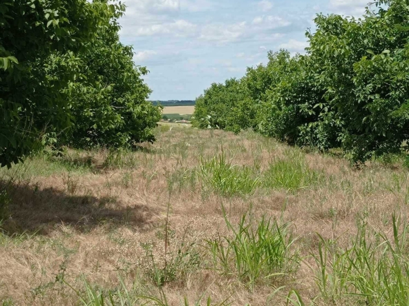 Земеделски имот в с. Котленци, Област Добрич -  кв.м за 263 €/дка - Снимка #1