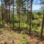 Парцел в с. Очуша, Област София-област - 3899 кв.м за 8 €/кв.м - Снимка #1