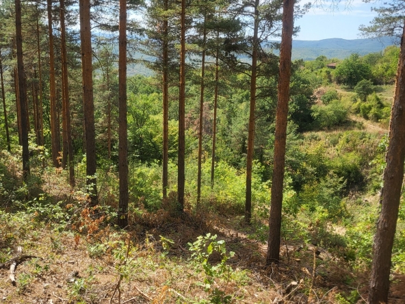 Парцел в с. Очуша, Област София-област - 3899 кв.м за 8 €/кв.м - Снимка #1