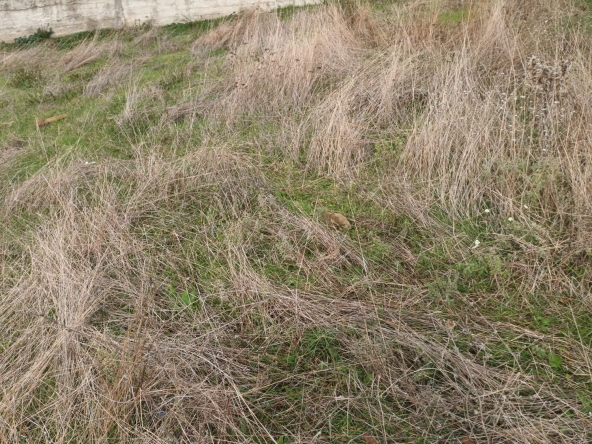 Парцел в с. Зелендол, Област Благоевград - 800 кв.м за 29 €/кв.м - Снимка #1