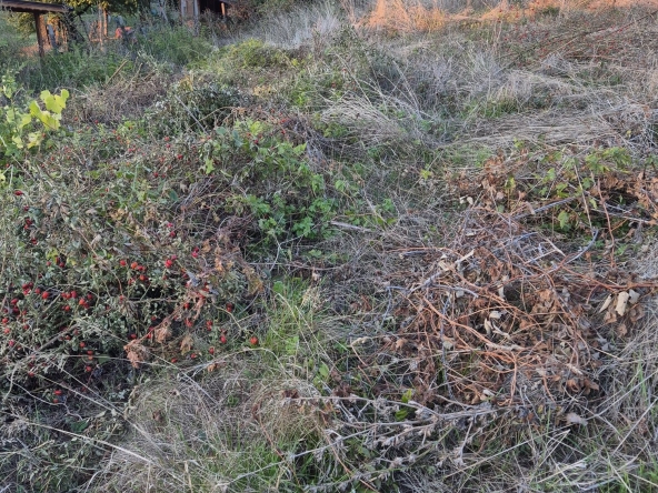 Парцел в с. Бистрица, Област Кюстендил - 1080 кв.м за 79 €/кв.м - Снимка #1