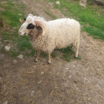 Земеделски имот в Антоново -  кв.м за 31 €/дка - Снимка #1