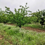 Земеделски имот в с. Карабунар, Област Пазарджик -  кв.м за 893 €/дка - Снимка #1