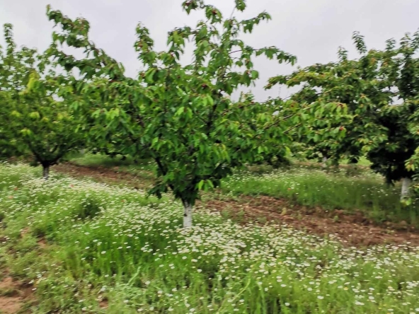 Земеделски имот в с. Карабунар, Област Пазарджик -  кв.м за 893 €/дка - Снимка #1