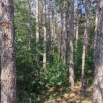 Земеделски имот в Дългопол -  кв.м за 587 €/дка - Снимка #1