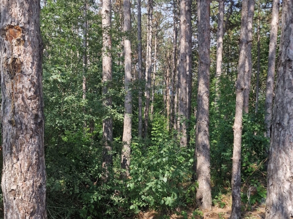 Земеделски имот в Дългопол -  кв.м за 587 €/дка - Снимка #1