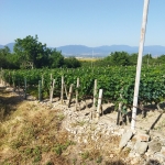 Земеделски имот в Сопот -  кв.м за 13 €/дка - Снимка #1