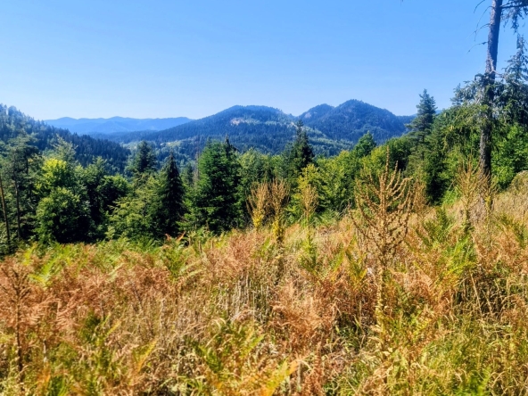 Земеделски имот в с. Чокманово, Област Смолян -  кв.м за 1450 €/дка - Снимка #1