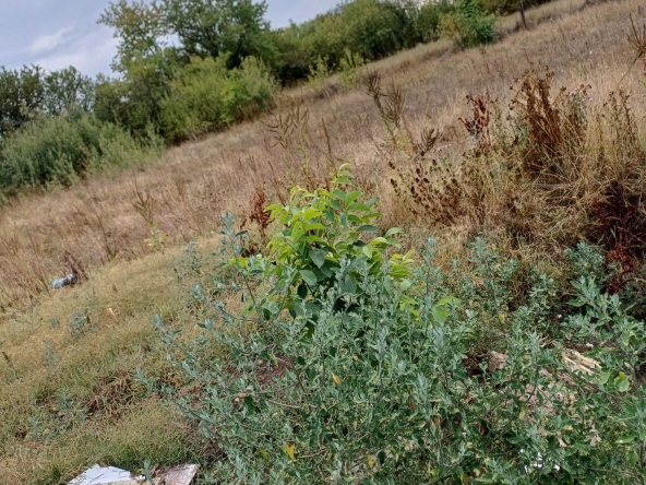 Парцел в с. Никола Козлево, Област Шумен - 2500 кв.м за 5 €/кв.м - Снимка #1