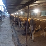 Земеделски имот в с. Мокреш, Област Монтана -  кв.м за 3 €/дка - Снимка #1