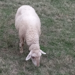 Земеделски имот в Антоново -  кв.м за 184 €/дка - Снимка #1