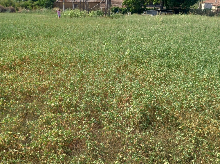 Парцел в с. Генералово, Област Хасково - 1563 кв.м за 18 €/кв.м - Снимка #1