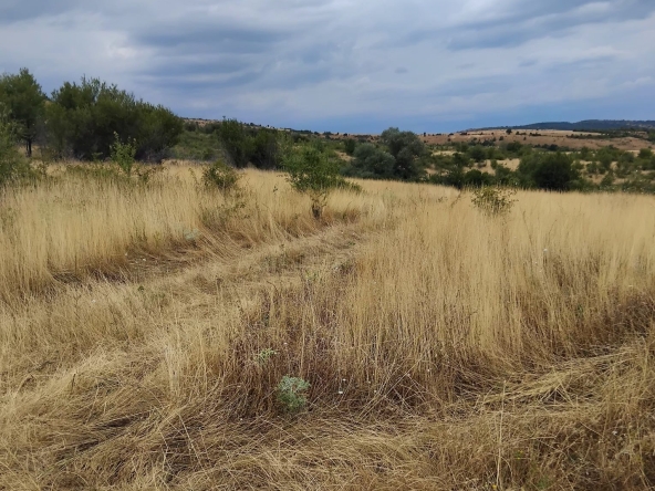 Парцел в с. Пиперево, Област Кюстендил - 6000 кв.м за 2 €/кв.м - Снимка #1