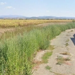 Парцел в Елин Пелин - 4520 кв.м за 70 €/кв.м - Снимка #1