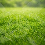 Парцел в с. Рогош, Област Пловдив - 4320 кв.м за 6 €/кв.м - Снимка #1