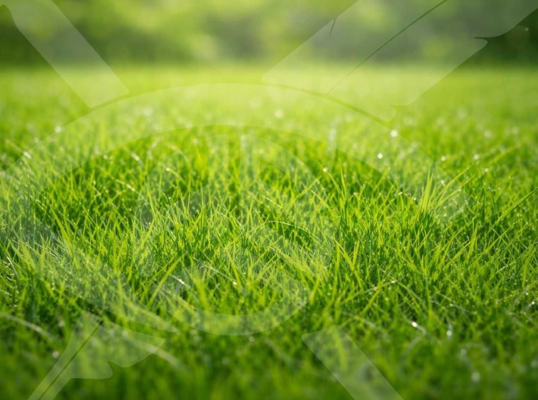 Парцел в с. Рогош, Област Пловдив - 4320 кв.м за 6 €/кв.м - Снимка #1