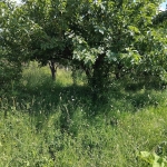 Парцел в Сапарева баня - 500 кв.м за 65 €/кв.м - Снимка #1