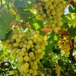 Къща в Варна, Възраждане 4 - 175 кв.м за 915 €/кв.м - Снимка #1